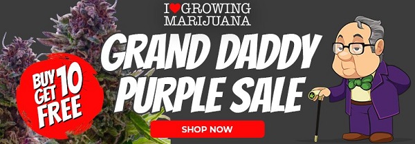 Shop All Grand Daddy Purple Cannabis Seeds On Sale