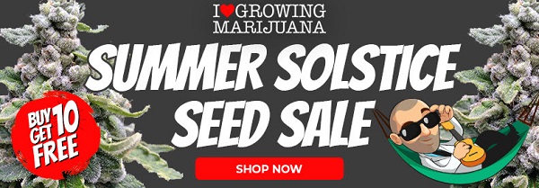 Shop All Marijuana Seeds In The Summer Solstice Sale