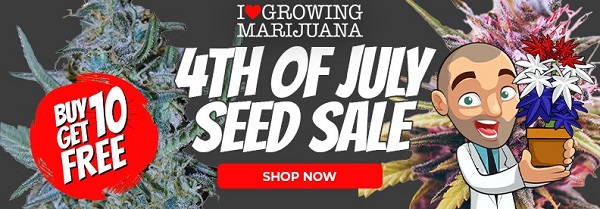 Shop all buy 10 get 10 free Marijuana Seeds in the 4th July sale