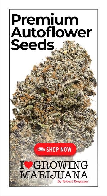 Autoflowering Seeds For Sale In USA