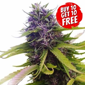 Blueberry Feminized - Buy 10 Get 10 Free Seeds
