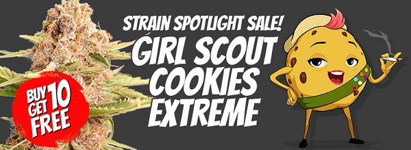 Girl Scout Cookies Extreme Cannabis Seeds Sale