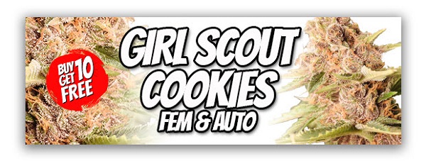 Girl Scout Cookies Feminized Autoflowering Seeds
