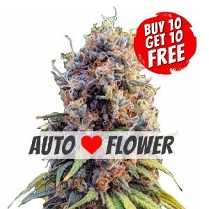 Runtz Autoflowering - Buy 10 Get 10 Free Seeds