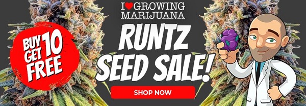 Shop All Runtz Marijuana Seed Deals