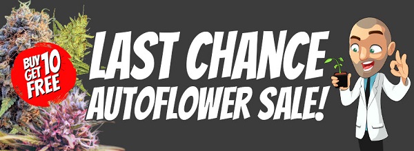 Buy Autoflowering Seeds In The End Of Season Sale