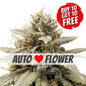 Durban Poison Autoflowering - Buy 10 Get 10 Free Seeds