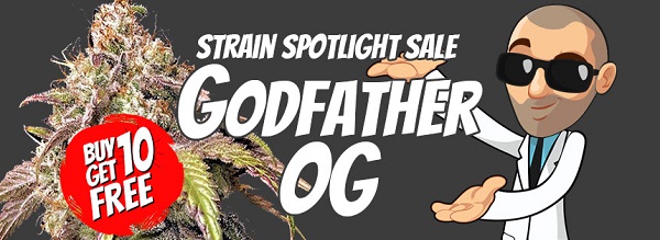 Godfather OG Marijuana Seeds Sale