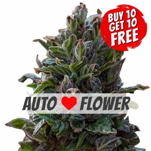 Purple Punch Autoflowering - Buy 10 Get 10 Free Seeds
