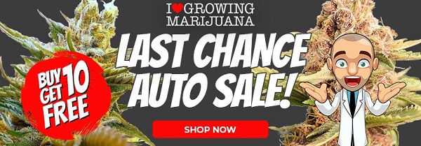 Shop All Autoflowering Seeds With These Last Chance Deals