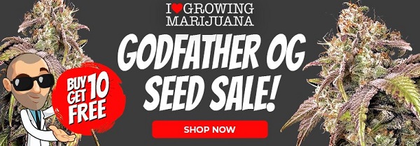 Shop All Godfather OG Seed Deals