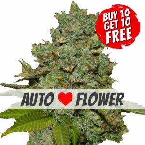 Do-Si-Dos Autoflowering - Buy 10 Get 10 Free Seeds