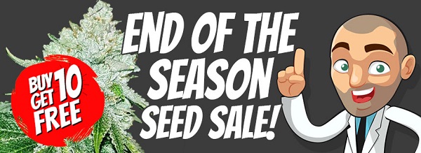 End Of Season Cannabis Seeds Sale