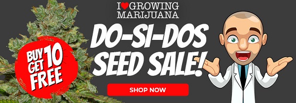 Shop All Do-Si-Dos Cannabis Seed Deals