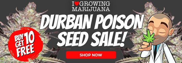 Shop All Durban Poison Cannabis Seed Deals