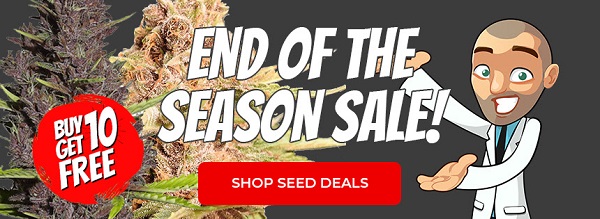 Shop All End Of Season Marijuana Seed Deals