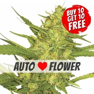 Sour Diesel Autoflowering - Buy 10 Get 10 Free Seeds