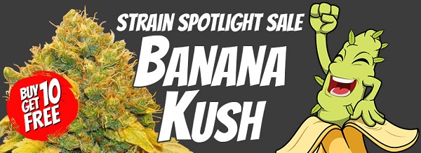 Banana Kush Marijuana Seeds Sale