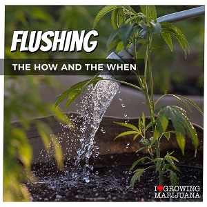 Best Tips For Flushing Your Cannabis Plants