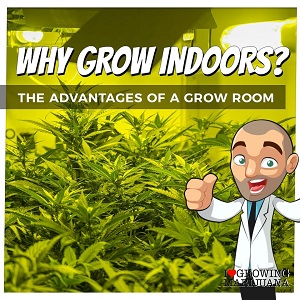 Best Tips For Growing Cannabis Plants Indoors