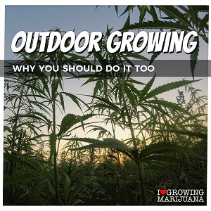 Best Tips For Growing Cannabis Plants Outdoors