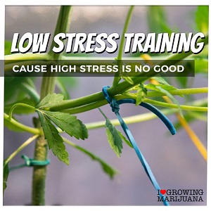 Best Tips For Low Stress Training Cannabis Plants