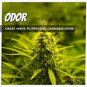 Best Tips For Odor Control When Growing Cannabis Plants