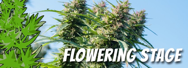 How To Flower A Cannabis Plant