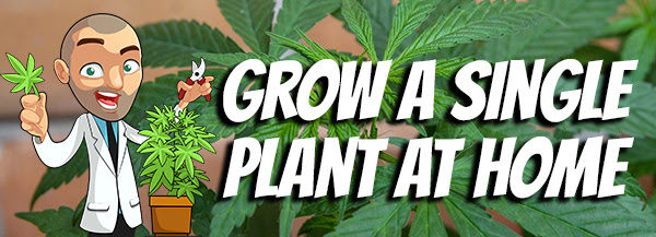 How To Grow A Cannabis Plant