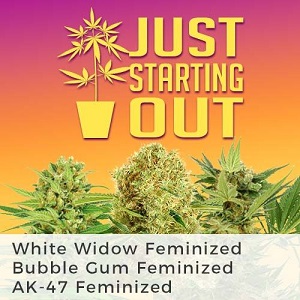 Premium Cannabis Seeds With Guaranteed Germination
