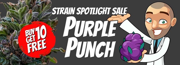 Purple Punch Marijuana Seeds Sale