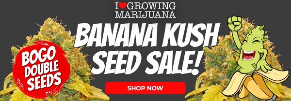 Shop All Banana Kush Cannabis Seed Deals