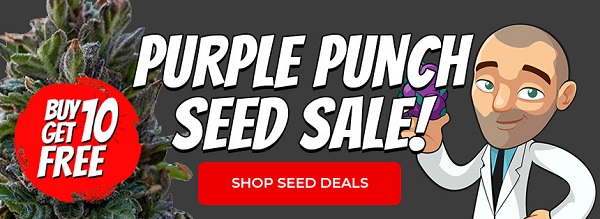 Shop All Purple Punch Cannabis Seed Deals