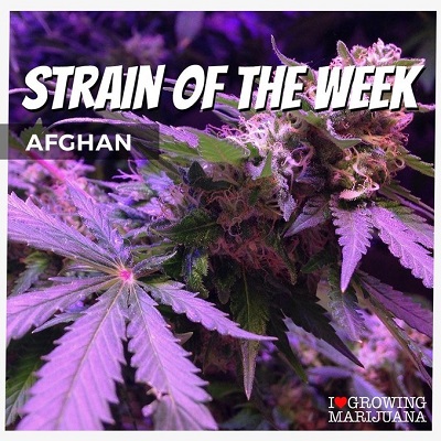 Afghan Cannabis Seeds For Sale