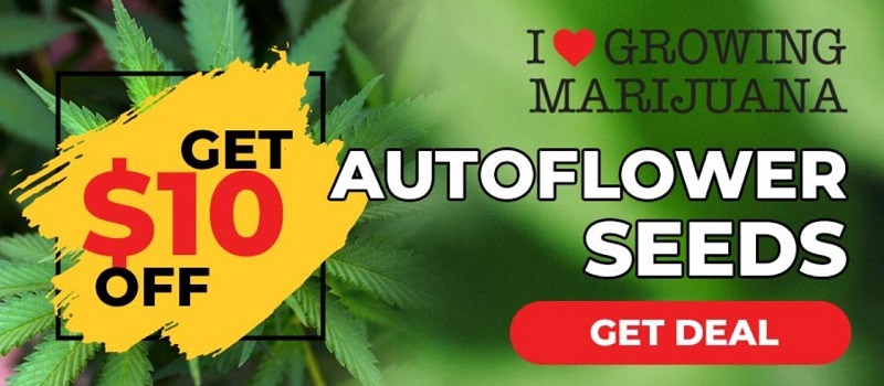 Autoflowering Cannabis Seeds For Sale