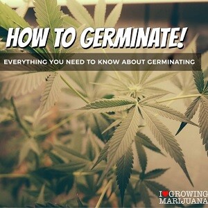 Best Germination Tips For Growing Cannabis Plants