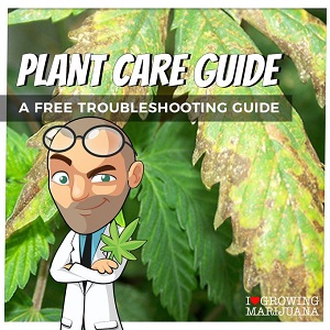 Best Tips For Flowering Cannabis Plants