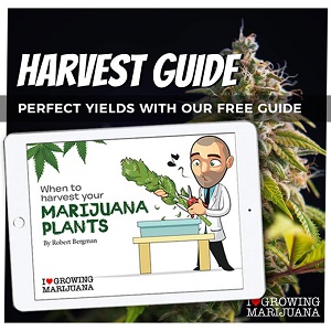 Best Tips For Harvesting Cannabis Plants