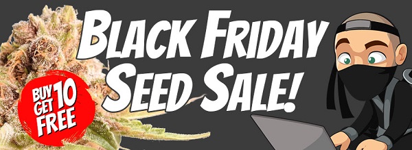 Black Friday Marijuana Seeds Sale 2022