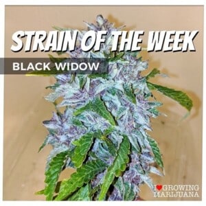 Black Widow Cannabis Seeds For Sale