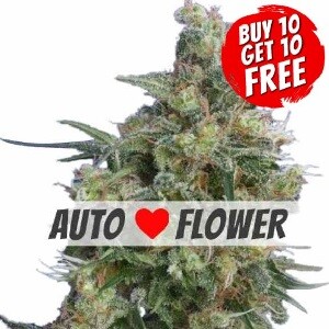 Bubba Kush Autoflowering - Buy 10 Get 10 Free Seeds