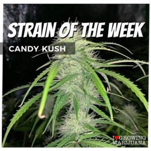 Candy Kush Cannabis Seeds For Sale