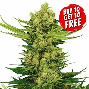 Cheese Feminized - Buy 10 Get 10 Free Seeds