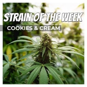 Cookies And Cream Cannabis Seeds For Sale