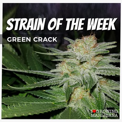 Green Crack Cannabis Seeds For Sale