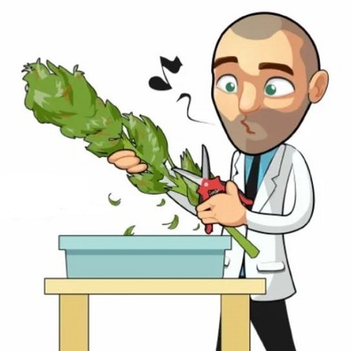 Trimming Cannabis Plants