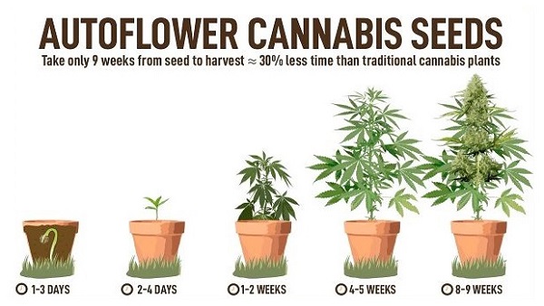 How To Grow Autoflowering Plants