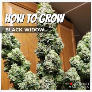 How To Grow Black Widow Cannabis Seeds