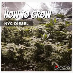 How To Grow NYC Diesel Cannabis Seeds