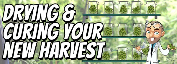 How To Harvest A Cannabis Plant.